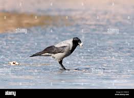 Attēlu rezultāti vaicājumam “Corvus cornix”