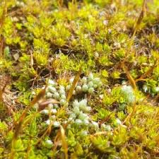 Attēlu rezultāti vaicājumam “Bryum funkii”