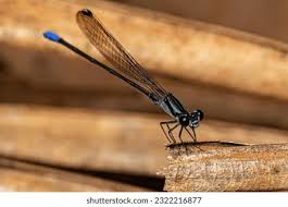 Attēlu rezultāti vaicājumam “Coenagrionidae”