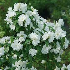 Attēlu rezultāti vaicājumam “Philadelphus coronarius”
