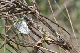 Attēlu rezultāti vaicājumam “Aporia crataegi pupa”