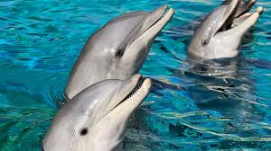 Afbeeldingsresultaat voor dolfijnen