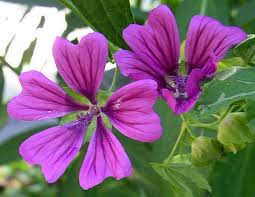 Image result for Malva sylvestris var. mauritiana