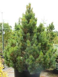 Image result for Pinus cembra
