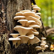 Attēlu rezultāti vaicājumam “Pleurotus ostreatus”