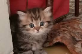 Image result for site:buyreklama.ru/*