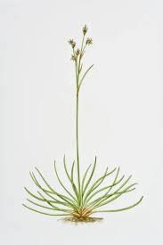 Attēlu rezultāti vaicājumam “Juncus squarrosus”