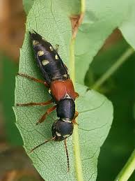 Attēlu rezultāti vaicājumam “Staphylinus erythropterus”