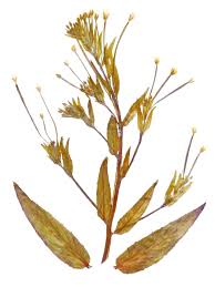 Attēlu rezultāti vaicājumam “Epilobium roseum flower”