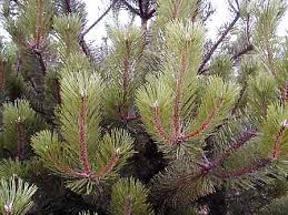 Attēlu rezultāti vaicājumam “Pinus nigra fruit”