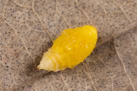 Attēlu rezultāti vaicājumam “Anthonomus pomorum”