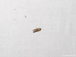 Attēlu rezultāti vaicājumam “Sciota fumella”