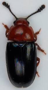 Attēlu rezultāti vaicājumam “Triplax aenea”