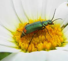 Attēlu rezultāti vaicājumam “Malachius bipustulatus”