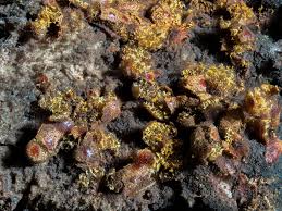 Attēlu rezultāti vaicājumam “Willkommlangea reticulata”