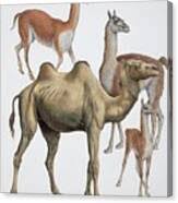 Attēlu rezultāti vaicājumam “Artiodactyla”