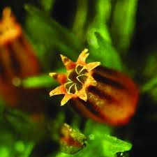 Attēlu rezultāti vaicājumam “Lophozia laxa macro”