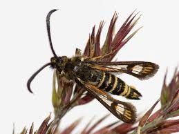 Attēlu rezultāti vaicājumam “Sesiidae”