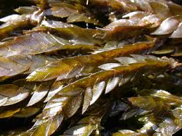 Attēlu rezultāti vaicājumam “Fontinalis antipyretica subsp. gracilis”