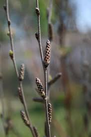 Attēlu rezultāti vaicājumam “Betula humilis”