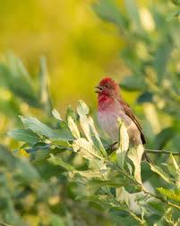 Attēlu rezultāti vaicājumam “Carpodacus erythrinus”