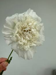 Image result for Papaver somniferum White Cloud