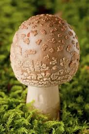 Attēlu rezultāti vaicājumam “Amanita pantherina”