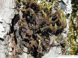 Attēlu rezultāti vaicājumam “Orthotrichum lyellii”