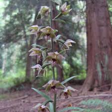 Attēlu rezultāti vaicājumam “Epipactis”