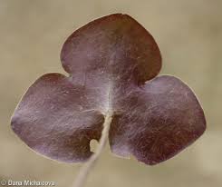 Attēlu rezultāti vaicājumam “Hepatica nobilis fruit”