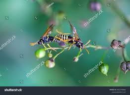 Attēlu rezultāti vaicājumam “Tenthredo scrophulariae”