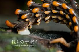 Attēlu rezultāti vaicājumam “Hadula trifolii larva”