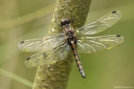 Attēlu rezultāti vaicājumam “Leucorrhinia rubicunda”