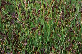 Attēlu rezultāti vaicājumam “Blysmus compressus leaf”