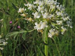 Attēlu rezultāti vaicājumam “Peucedanum oreoselinum flower”
