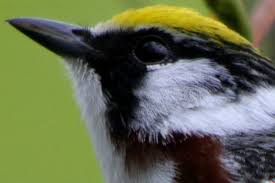 Image result for Dendroica pensylvanica