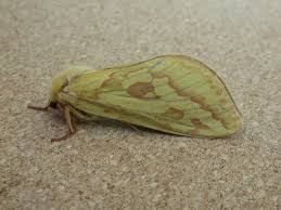 Attēlu rezultāti vaicājumam “Hepialus humuli female”