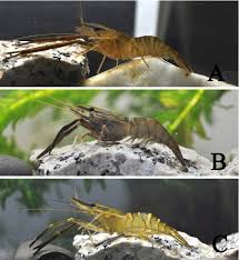 Attēlu rezultāti vaicājumam “Diderma crustaceum macro”