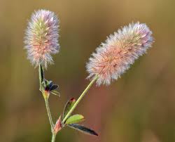 Attēlu rezultāti vaicājumam “Trifolium”