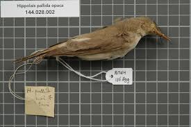 Image result for Hippolais pallida