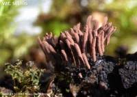 Attēlu rezultāti vaicājumam “Stemonitopsis typhina var. similis”
