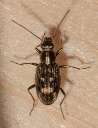 Attēlu rezultāti vaicājumam “Bembidion sp.”