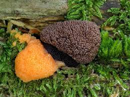 Attēlu rezultāti vaicājumam “Tubifera ferruginosa (subsp. ferruginosa)”