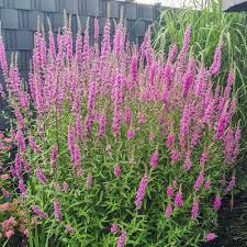 Image result for Blutweiderich