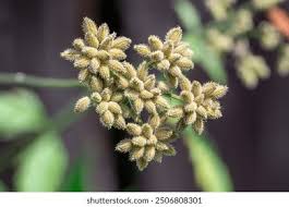 Attēlu rezultāti vaicājumam “Torilis japonica leaf”