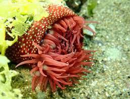 ผลการค้นหารูปภาพสำหรับ strawberry anemone
