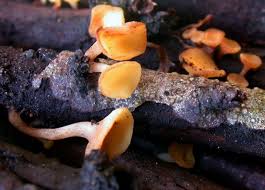 Attēlu rezultāti vaicājumam “Hymenoscyphus calyculus”