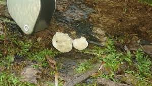 Attēlu rezultāti vaicājumam “Lycogala flavofuscum”