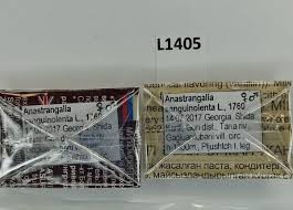 Attēlu rezultāti vaicājumam “Anastrangalia sanguinolenta male”