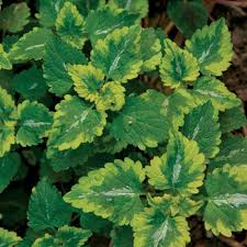 Attēlu rezultāti vaicājumam “Lamium maculatum leaf”